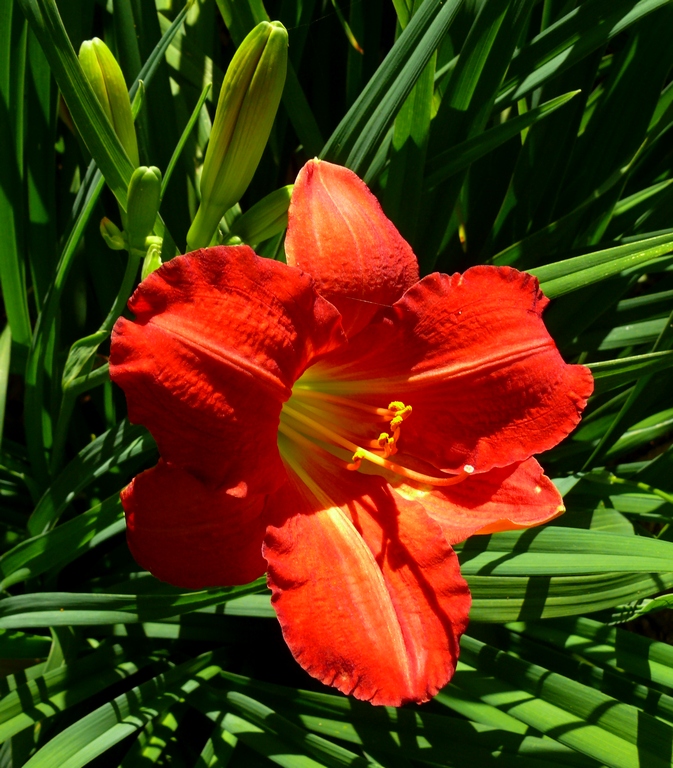 Chicago Red by George Zars