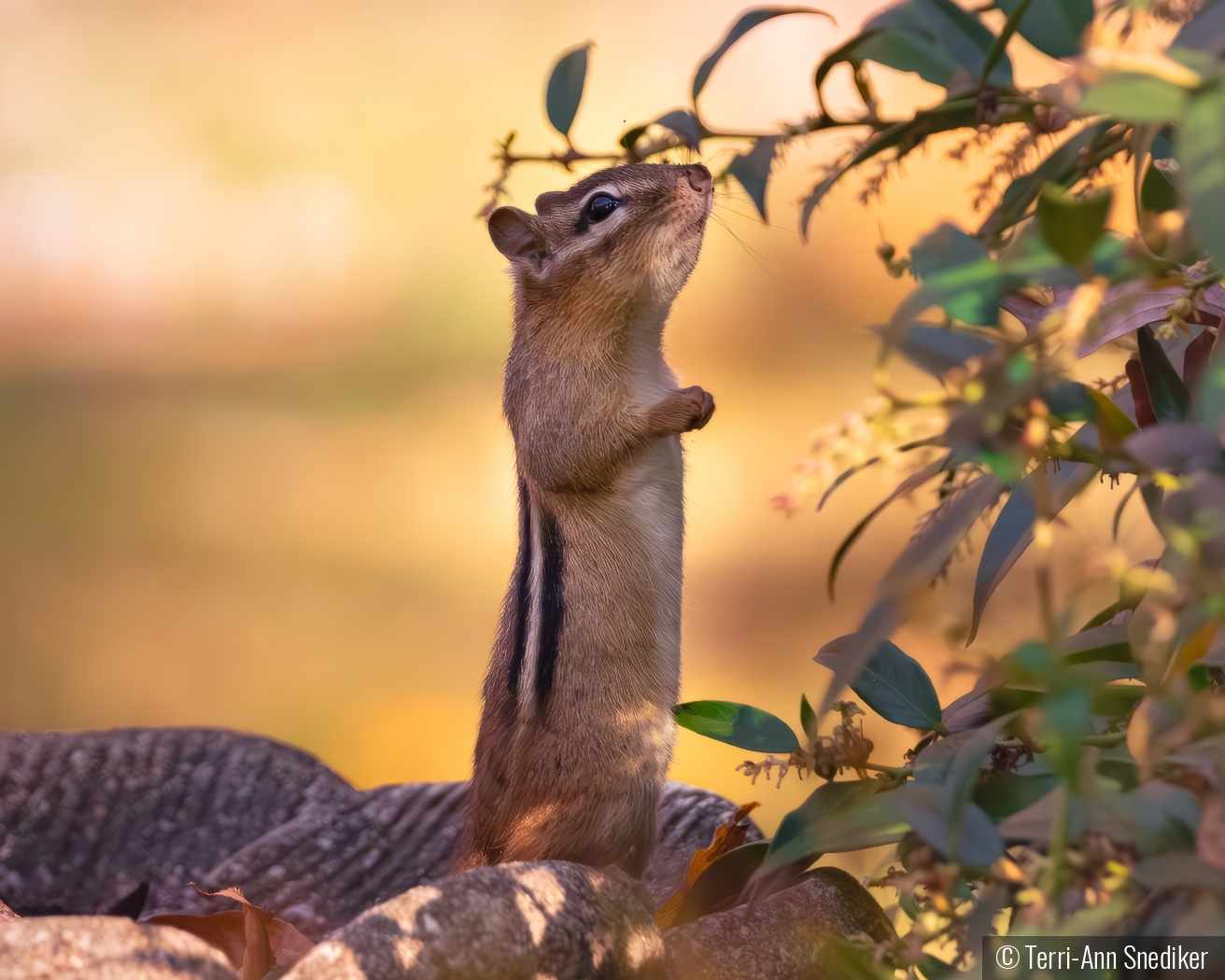 Chipmunk looking for the treat by Terri-Ann Snediker