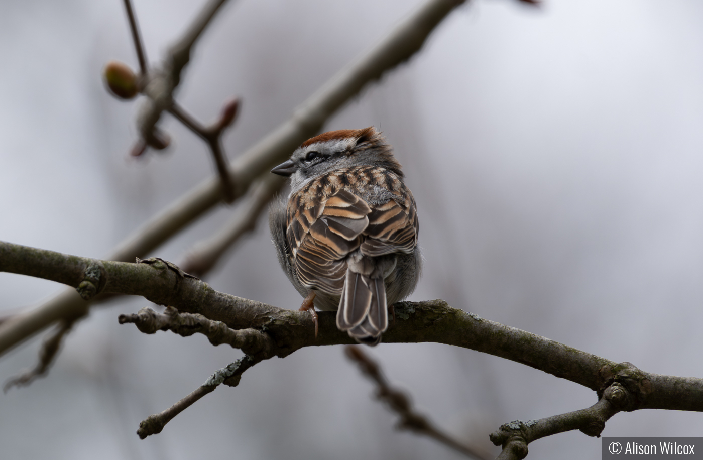 Chipping sparrow in the cold morning by Alison Wilcox