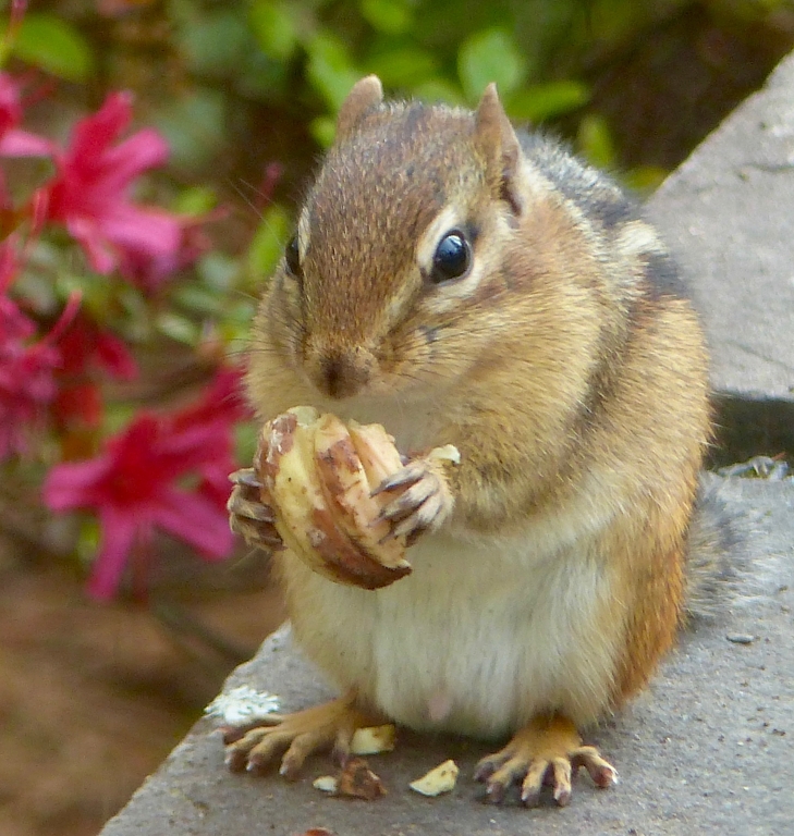 Chip's morning snack by Gary Gianini