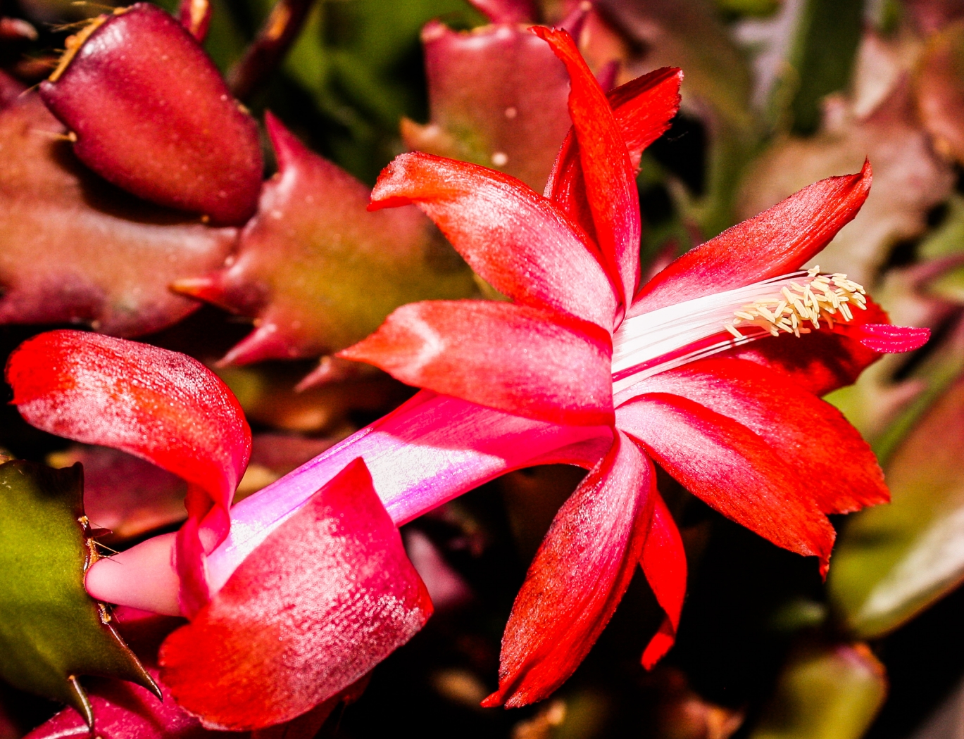 Christmas Cactus by Pamela Carter