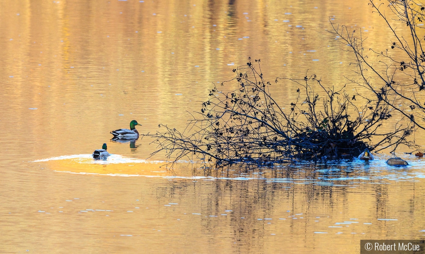 Circling duck by Robert McCue