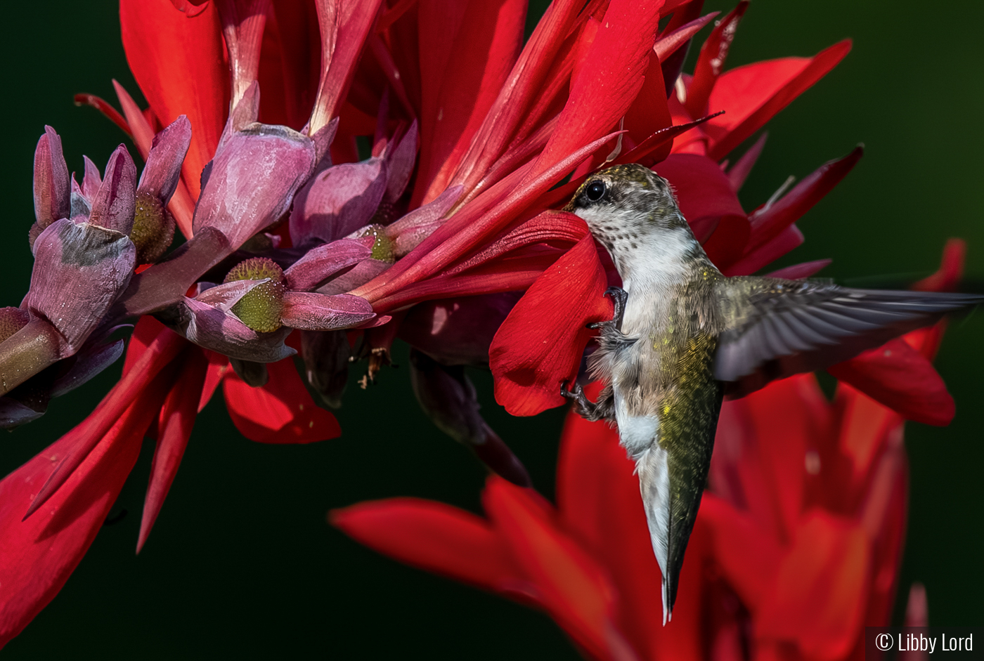 Clinging to a petal by Libby Lord