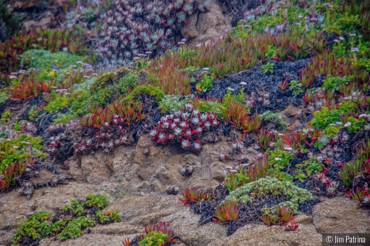 Coastal Flower Garden by Jim Patrina