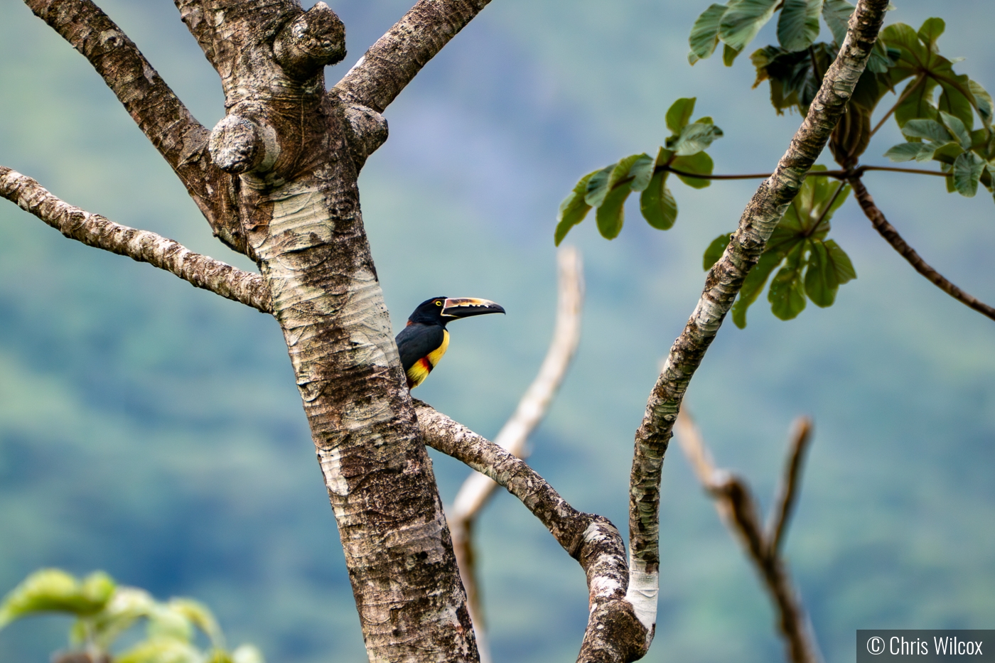 Collared Aracari by Chris Wilcox