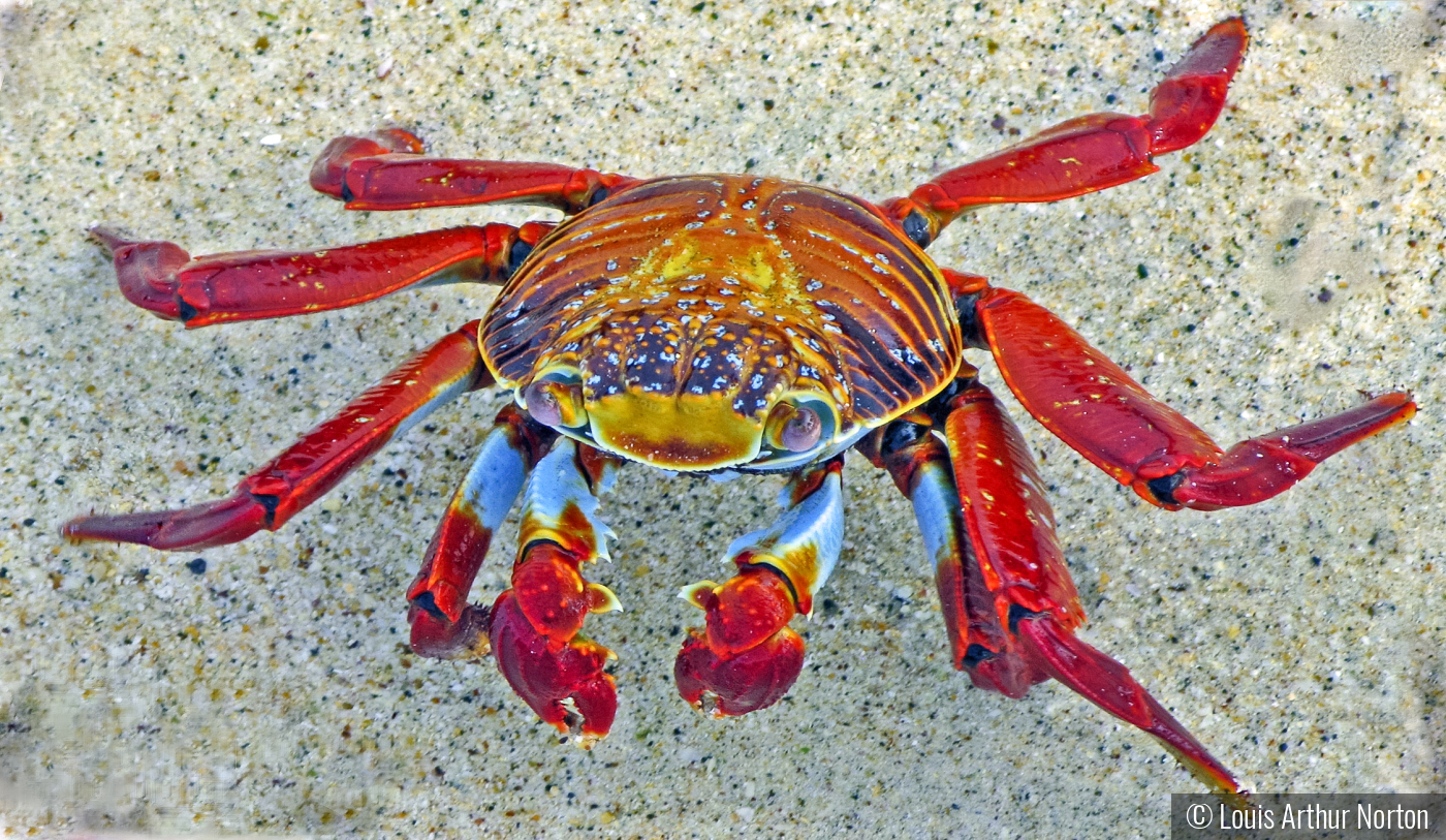 Colorful Galapogos Crab by Louis Arthur Norton