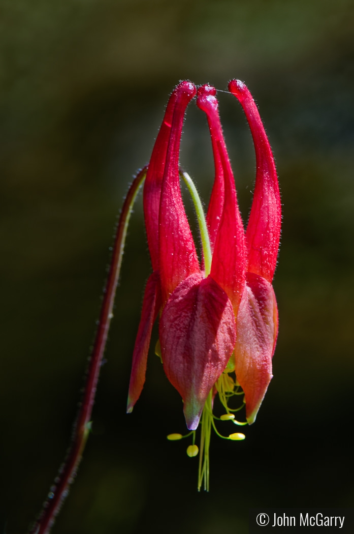 Columbine by John McGarry