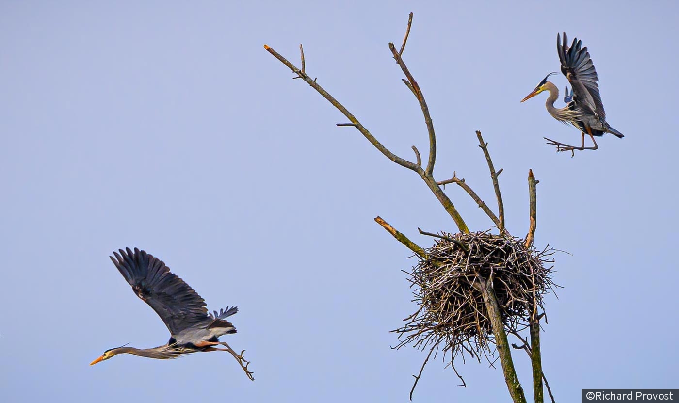 Coming and Going by Richard Provost