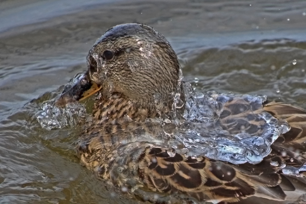 Coming Out of the Water by William Latournes