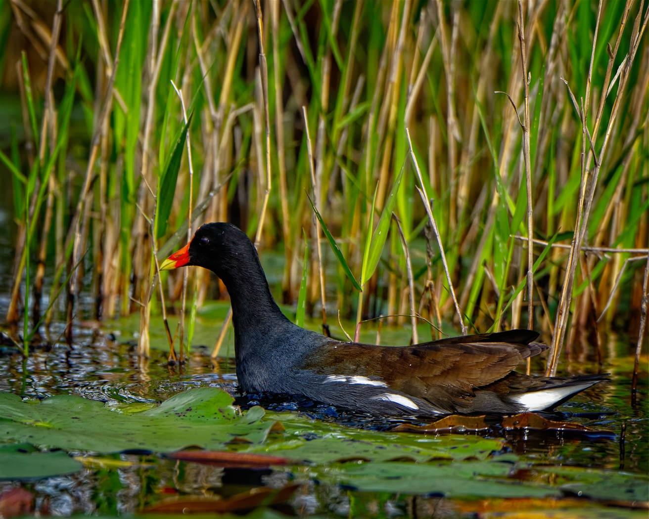 Common Galinule by John McGarry