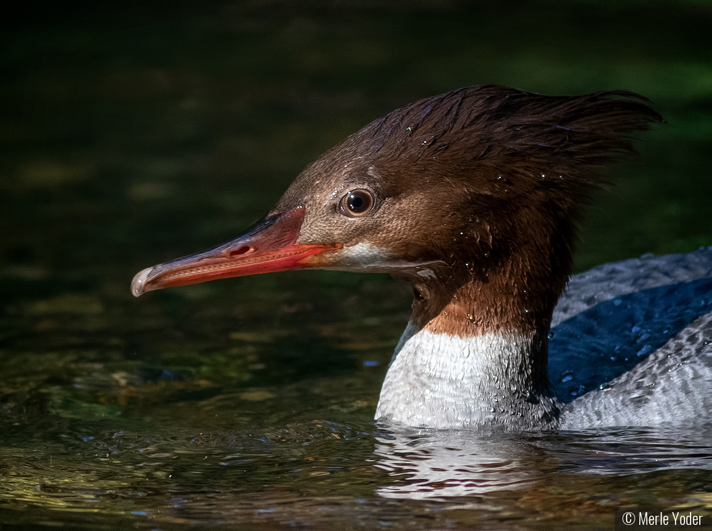 Common Merganser by Merle Yoder