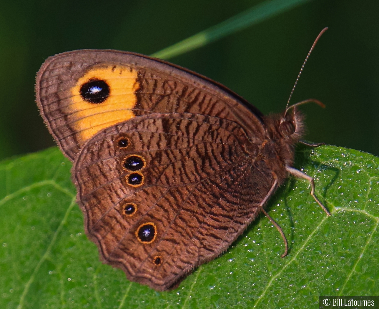 Common Wood Nymph by Bill Latournes