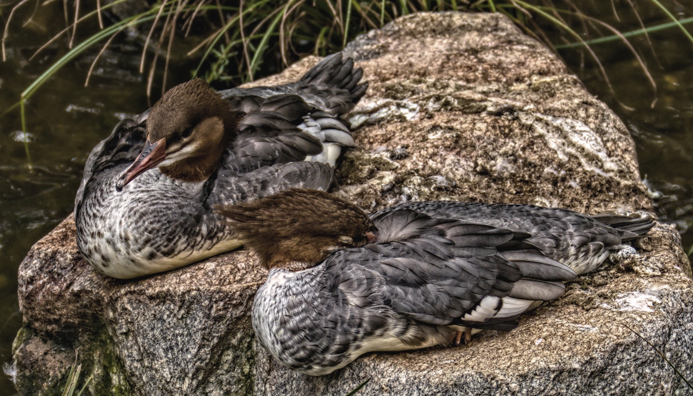 Comorants by Bruce Metzger