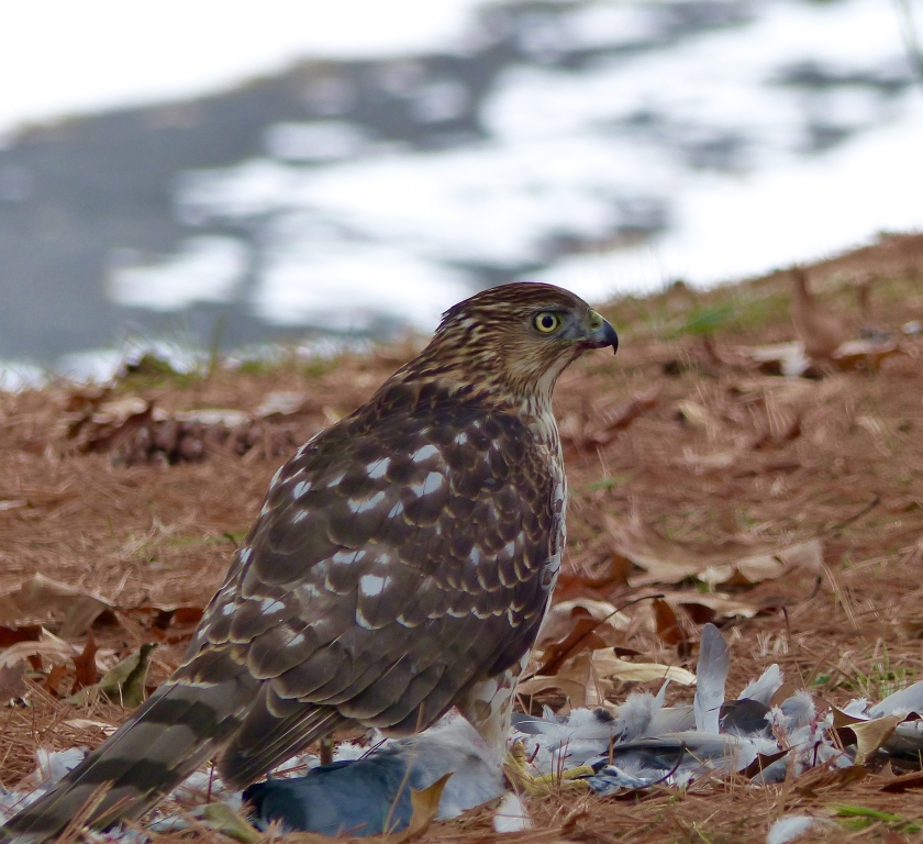 Cooperâ€™s Hawk meets pidgeon for lunch by Gary Gianini