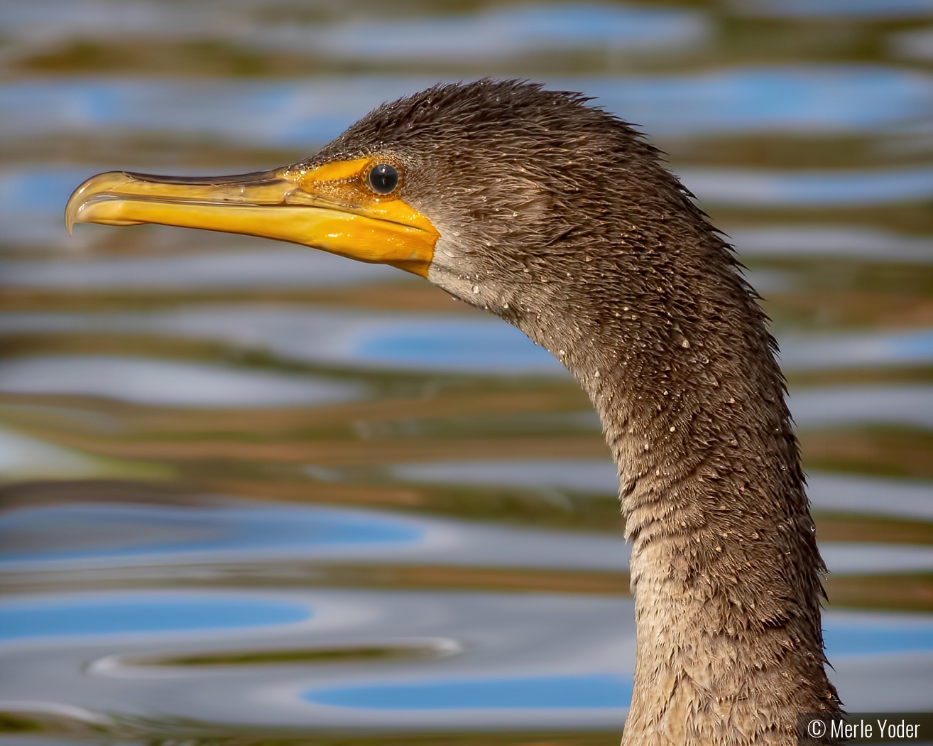 Cormorant by Merle Yoder