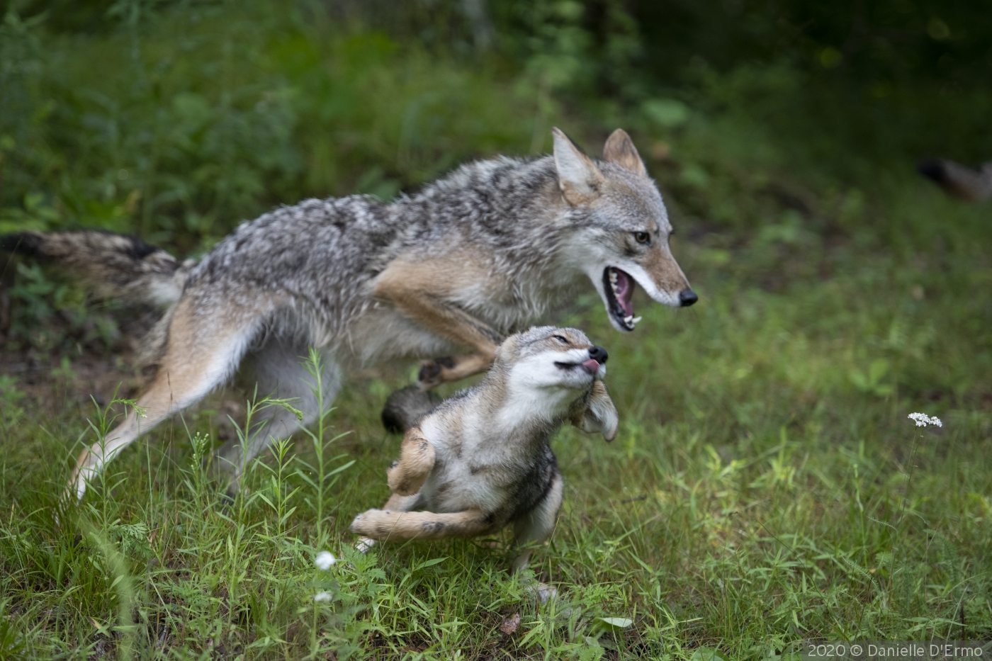 Coyote and Pup by Danielle D'Ermo