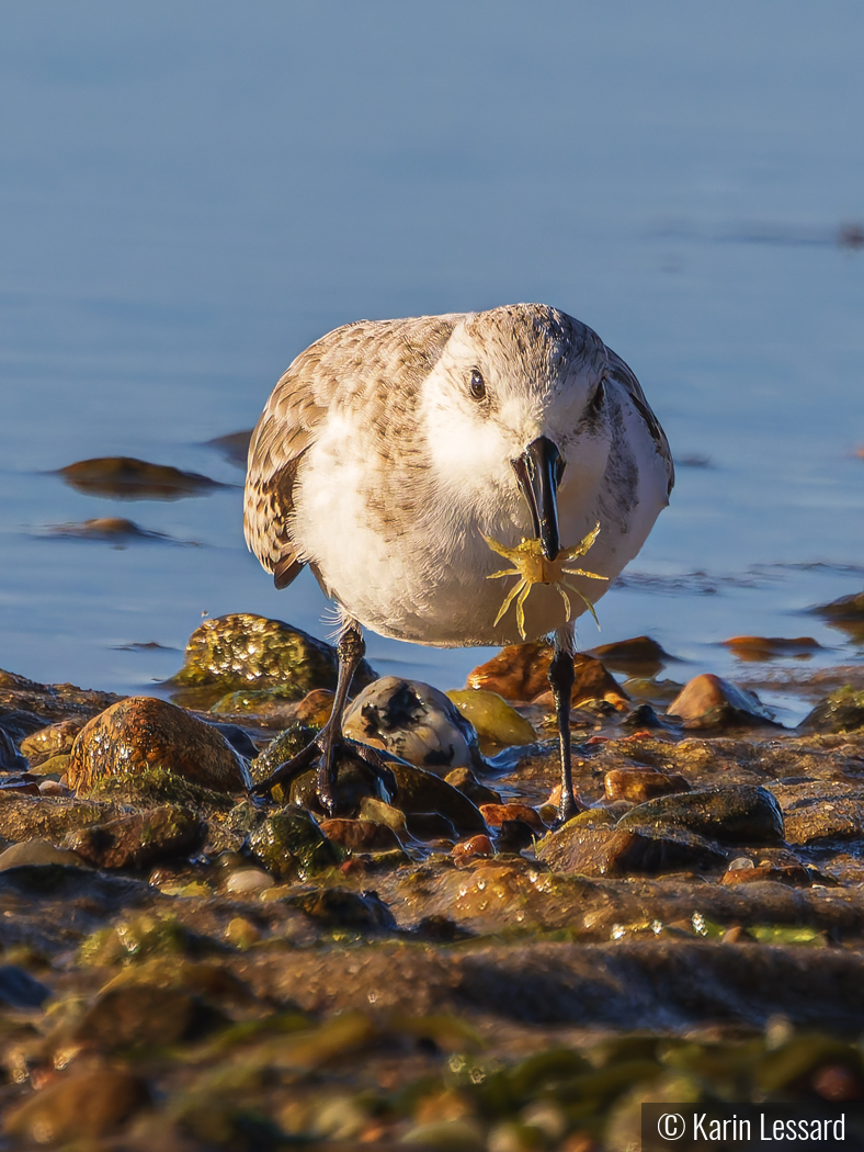 Crab Bite by Karin Lessard