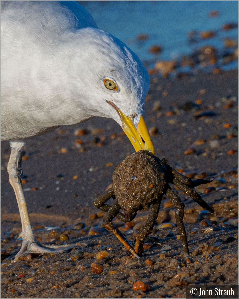 Crab for Breakfast by John Straub