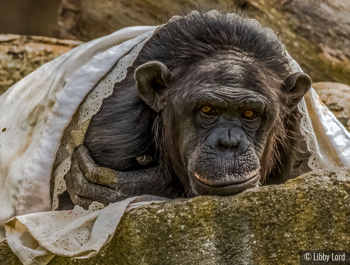 Creature Comforts by Libby Lord