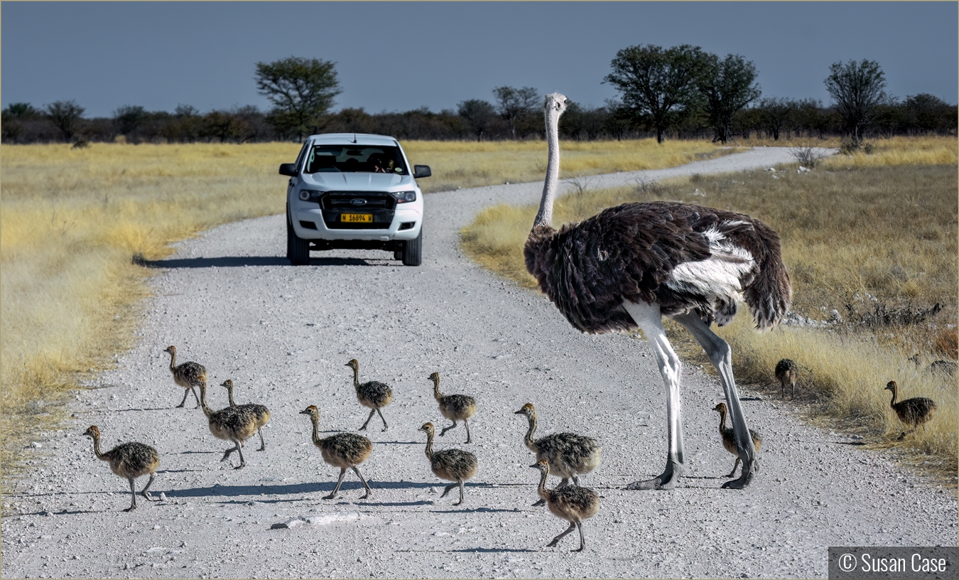 Crossing Guard by Susan Case