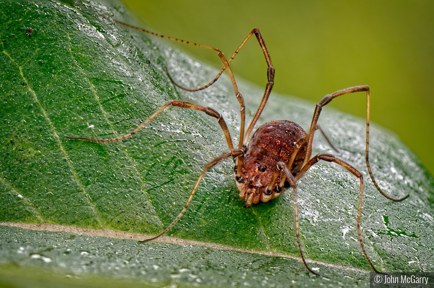 Daddy Long Legs by John McGarry