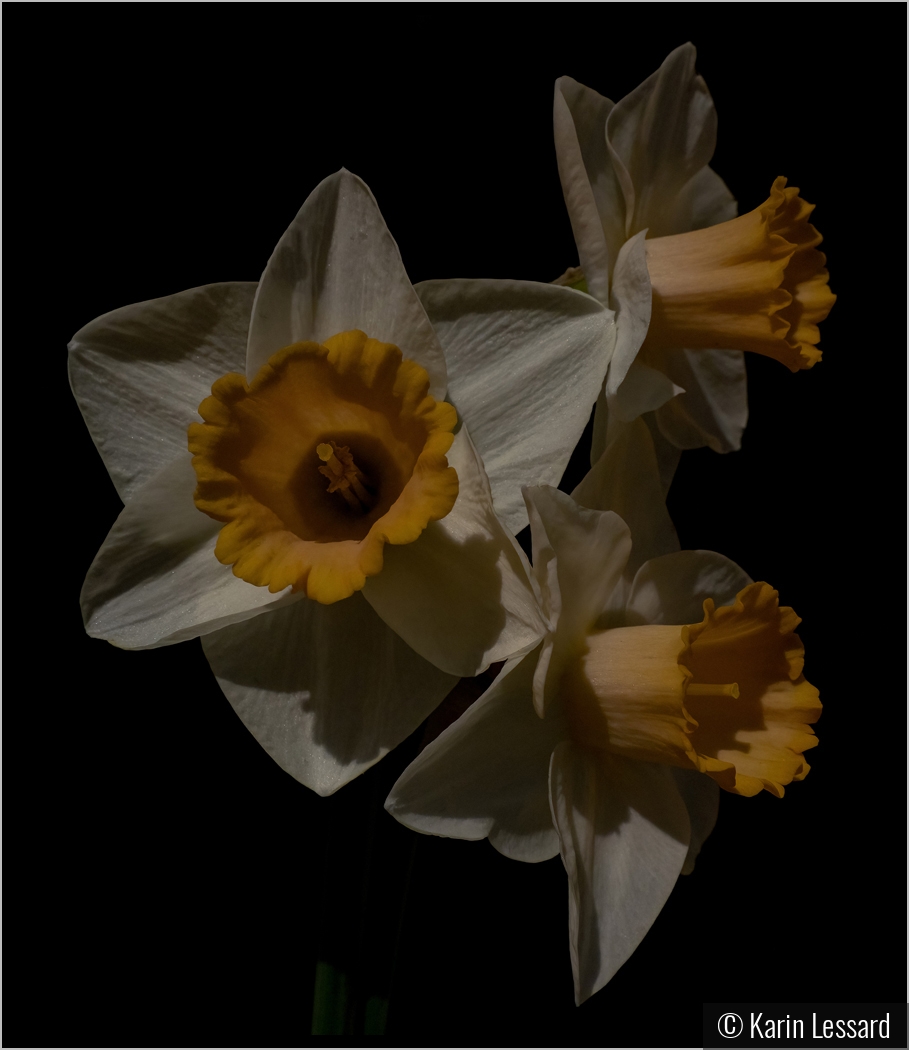 Daffodils in the Moonlight by Karin Lessard