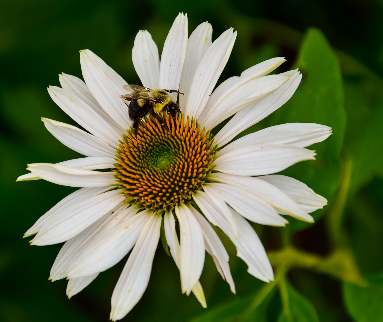 Daisy and Bee by Louis Arthur Norton