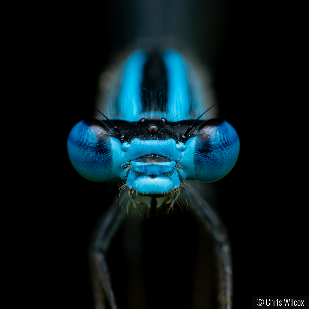 Damsel Fly by Chris Wilcox