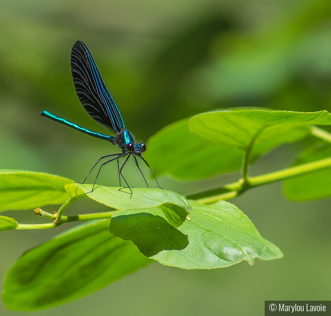 Damsel by Marylou Lavoie