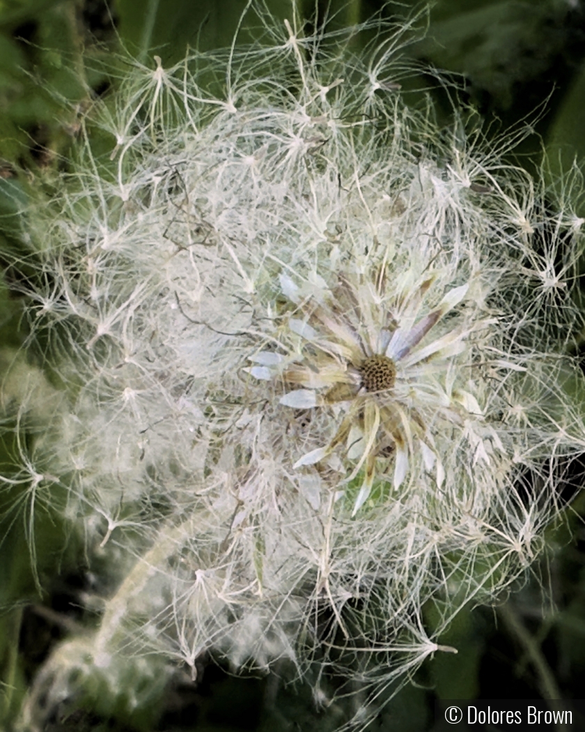 Dandelion Explosion by Dolores Brown