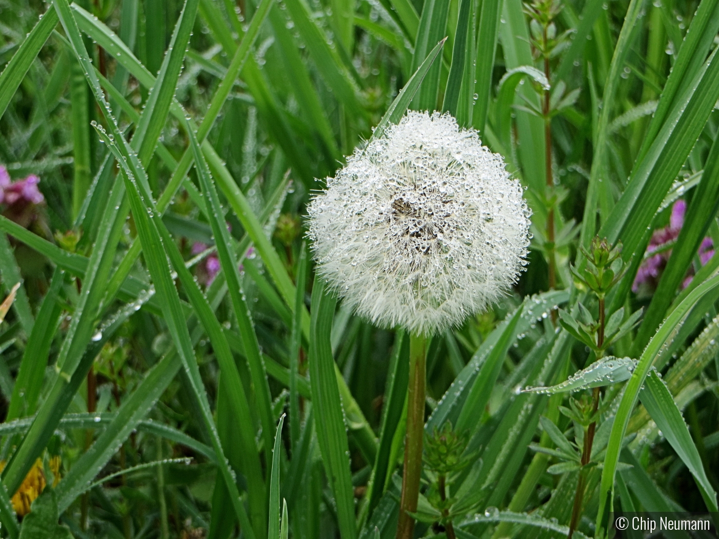 Dandelion in the Morning Drizzle by Chip Neumann