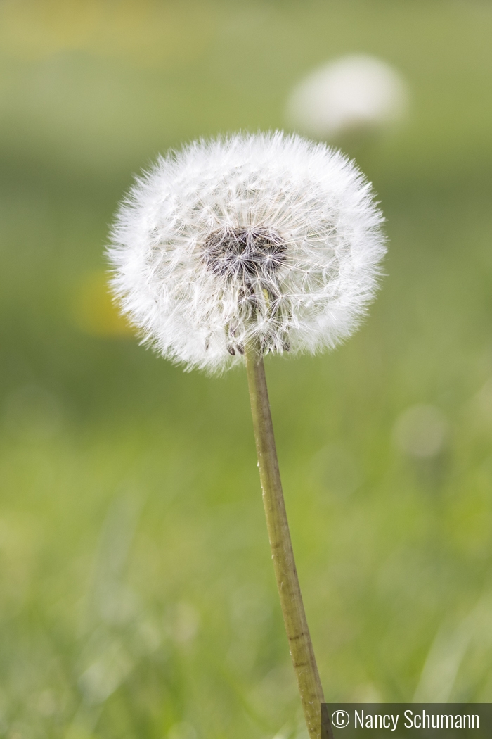 Dandelion by Nancy Schumann