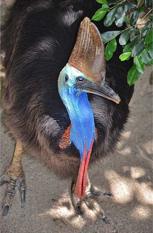 Dangerous Australian Cassowary  Up Close by Louis Arthur Norton