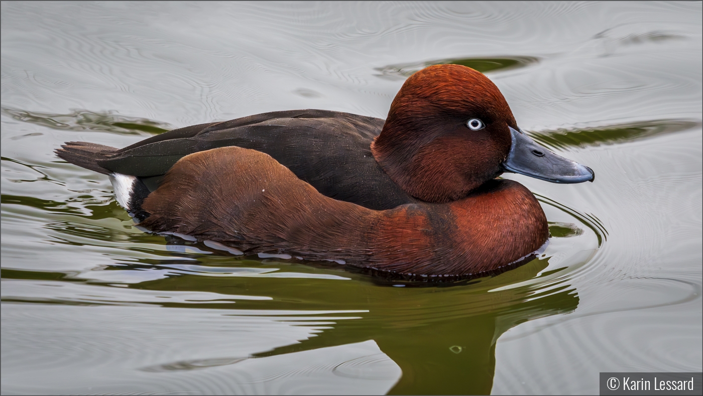 Dapper Duck by Karin Lessard