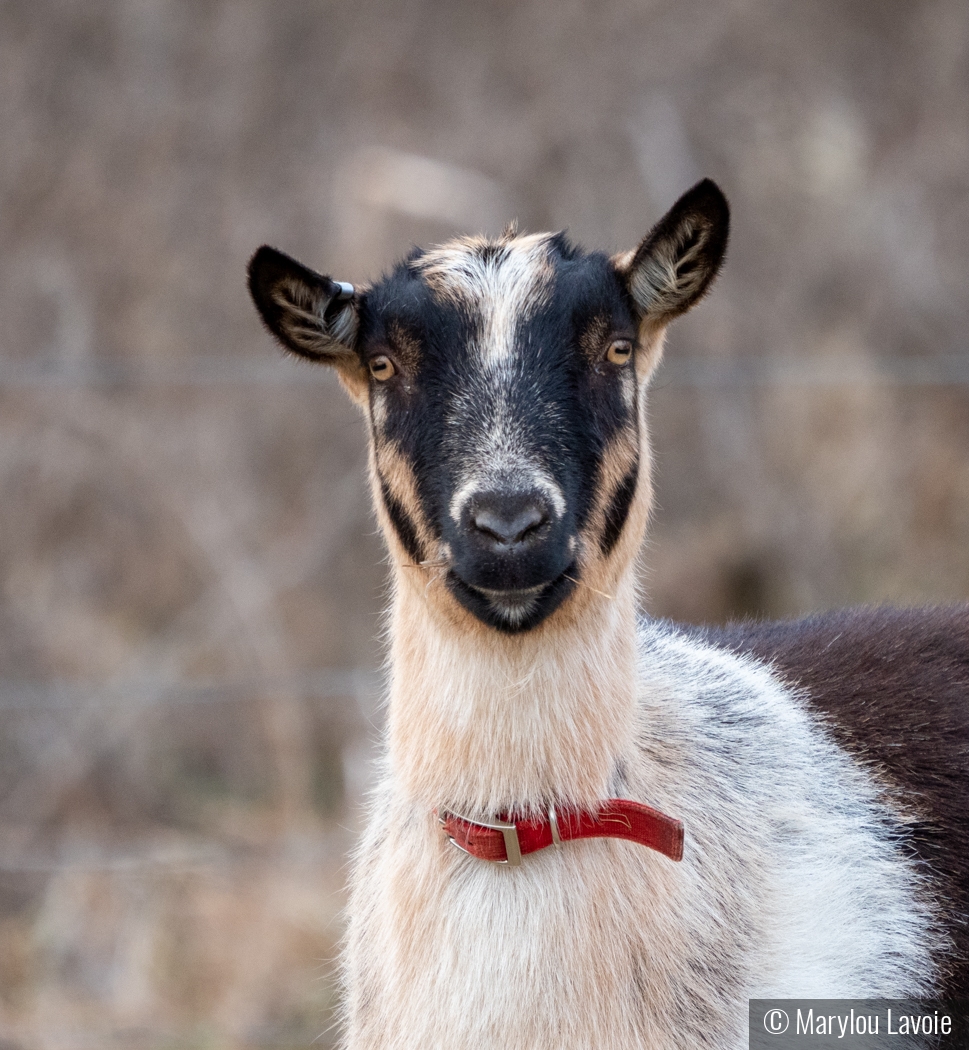 Dapper Goat by Marylou Lavoie