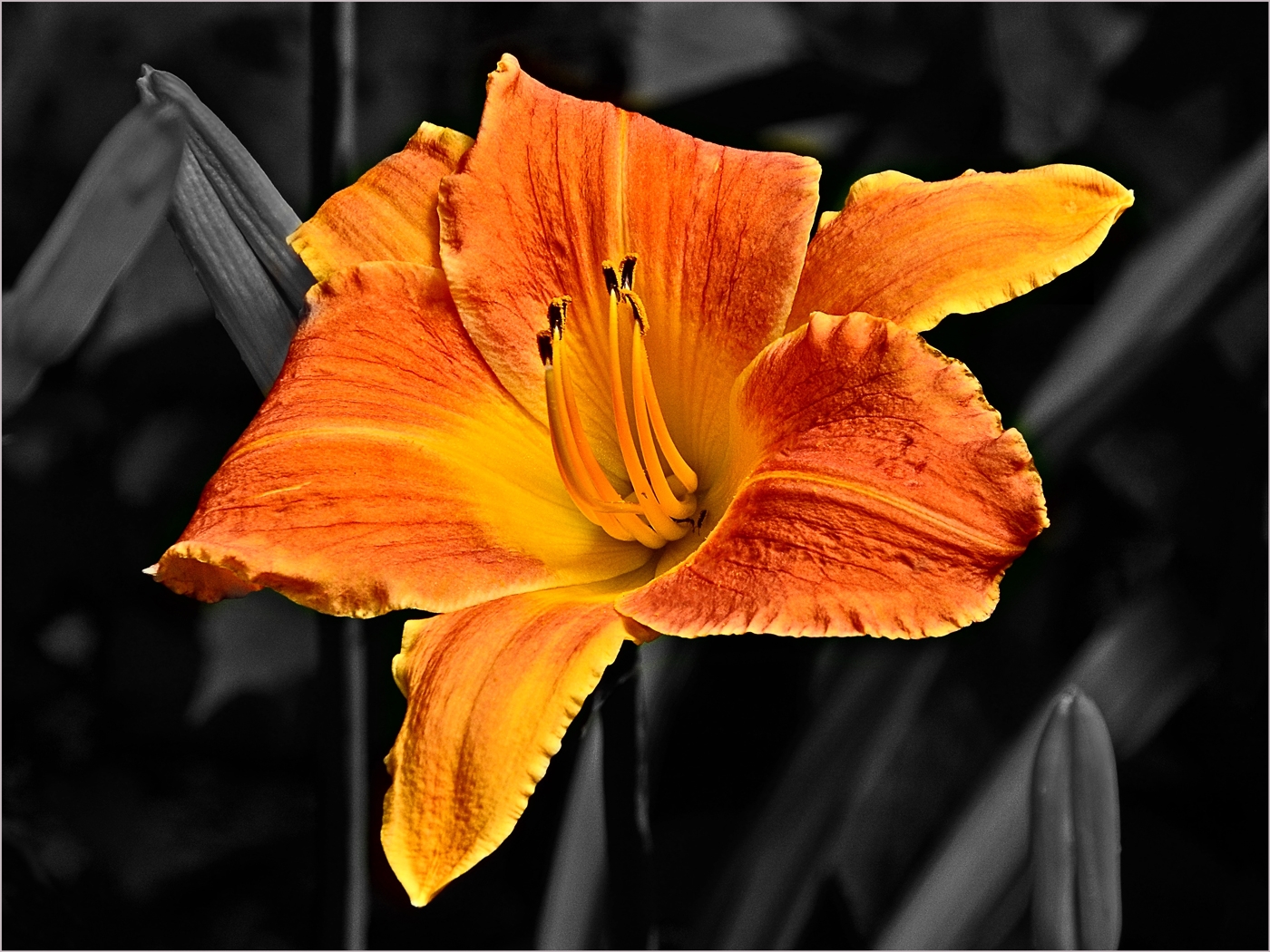 Day Lily by Frank Zaremba