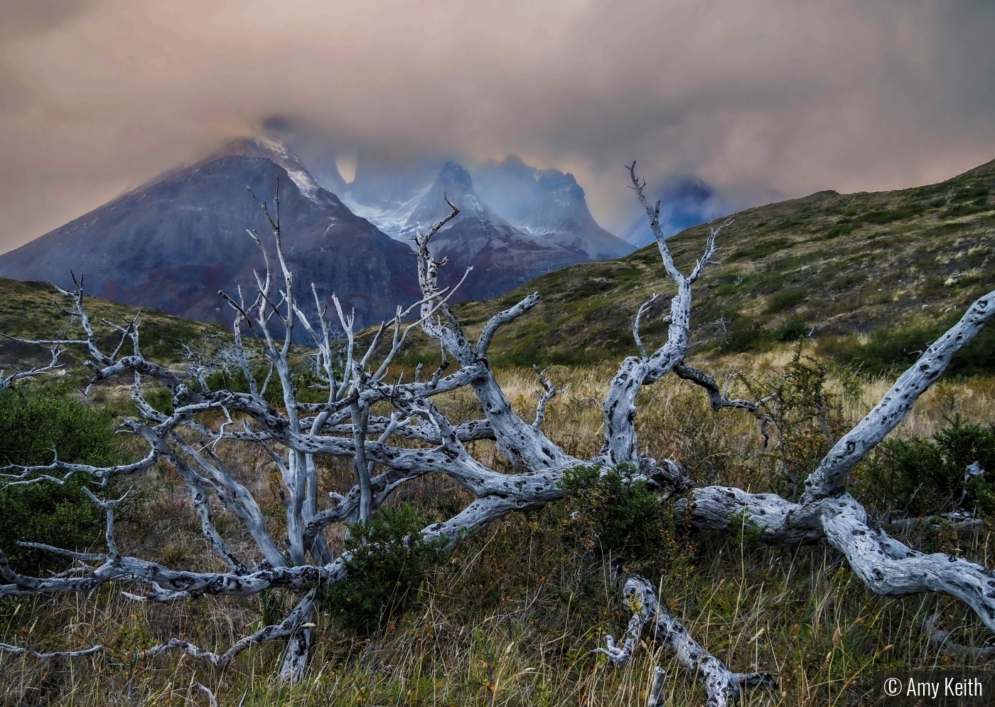 Dead tree morning by Amy Keith