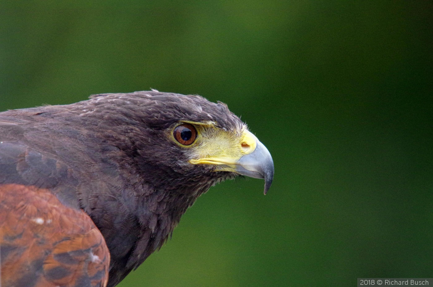 Death's Stare , Red Tailed Hawk by Richard Busch