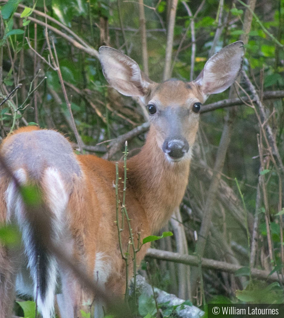 Deer In The Woods by William Latournes