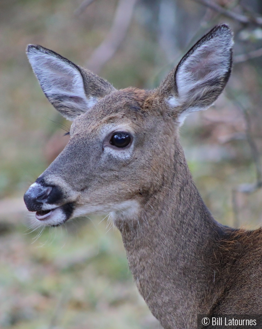 Deer On The Pathway by Bill Latournes