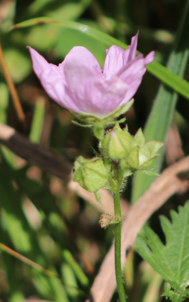 delicate flower by Harold Grimes