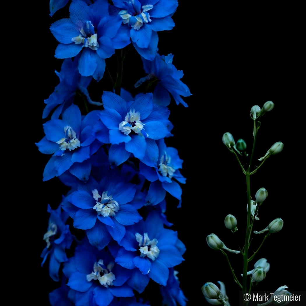 Delphinium by Mark Tegtmeier