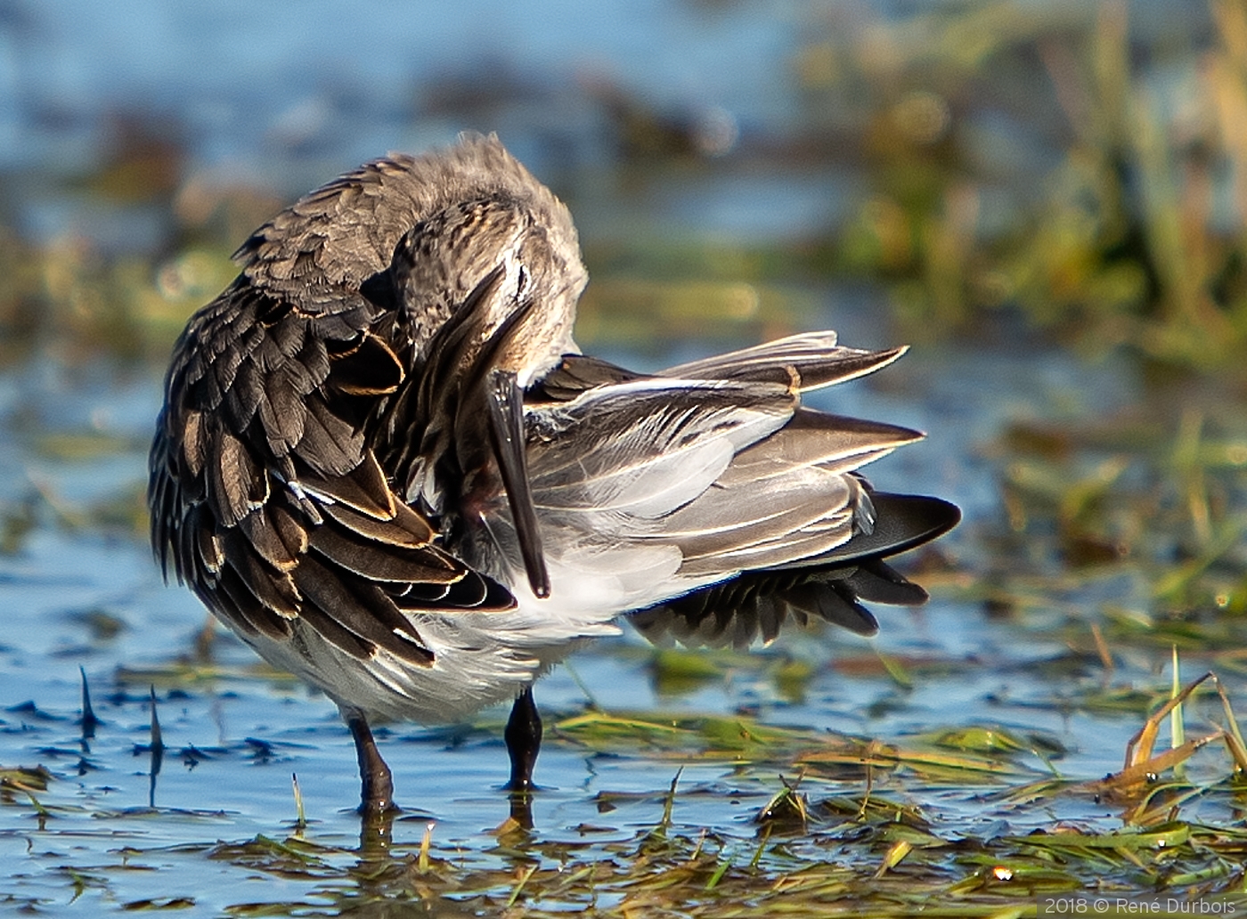 Demure Sanderling by René Durbois