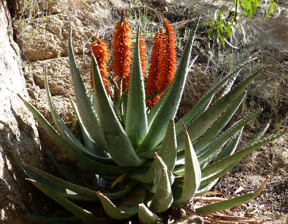 Desert Cactus by Gil Kleiner