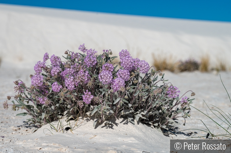 Desert flowers by Peter Rossato