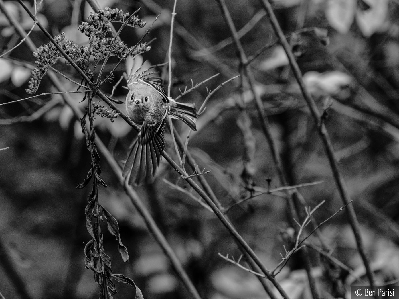 Determined Kinglet by Ben Parisi