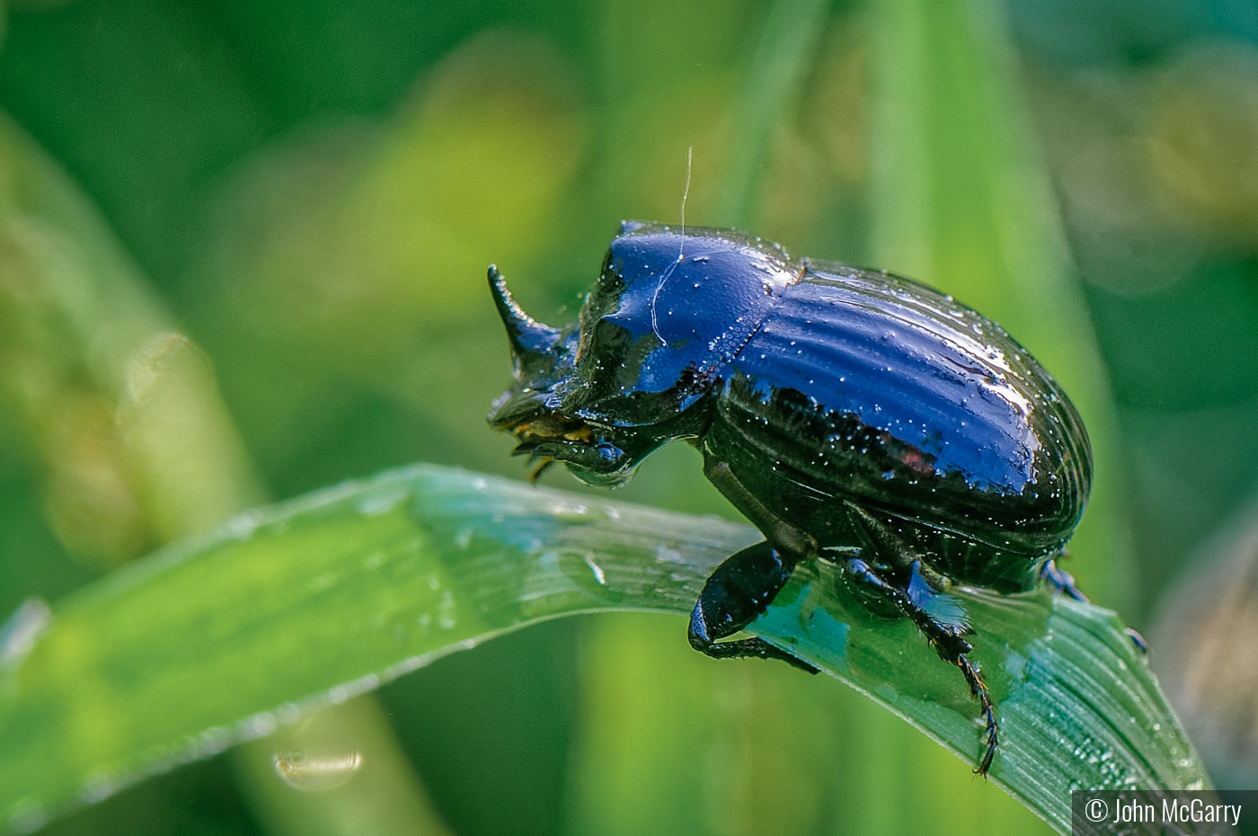 Dew Covered Dung Beetle by John McGarry