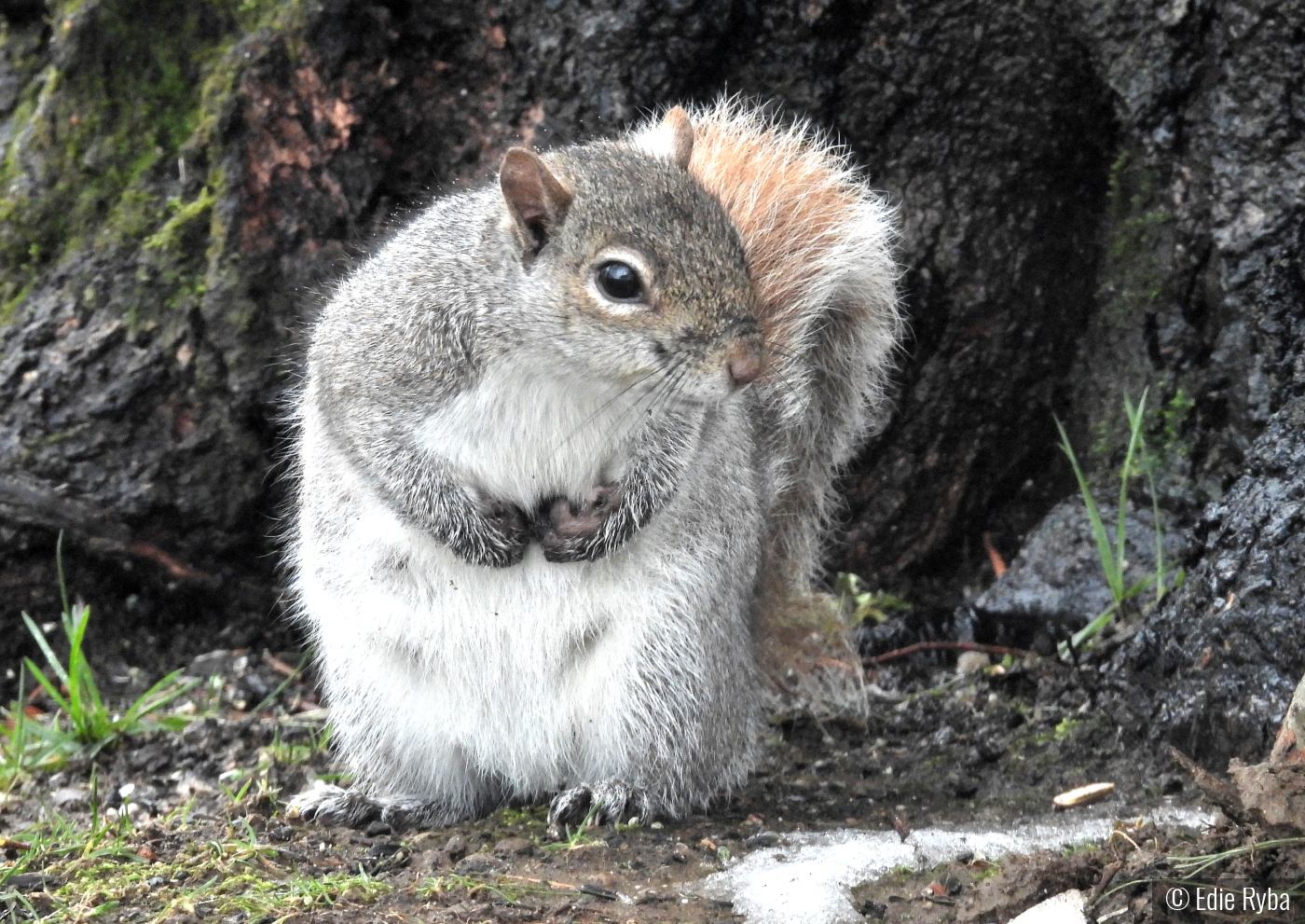 Did Somebody Say Bird Seed? by Edie Ryba