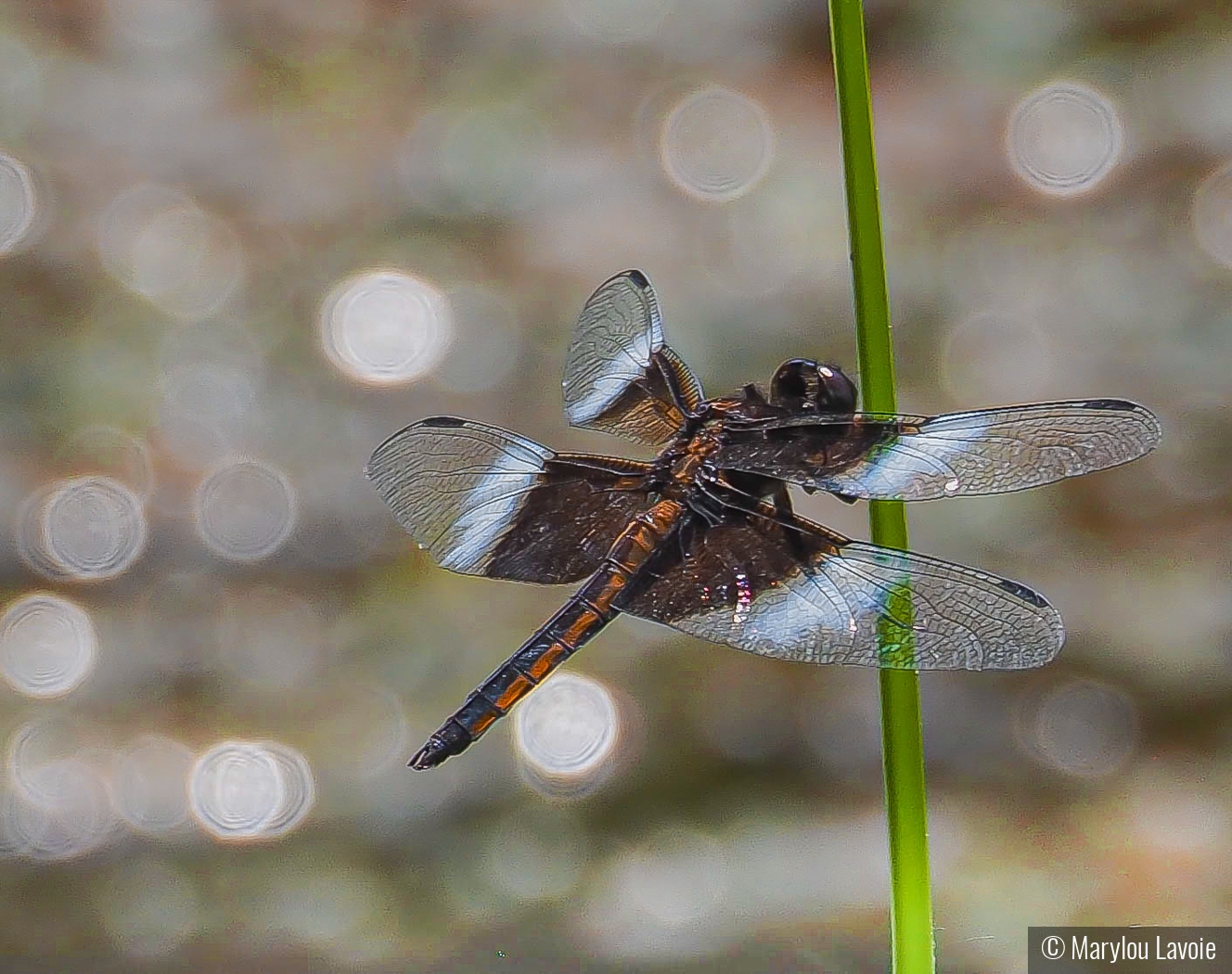 Disco Skimmer by Marylou Lavoie