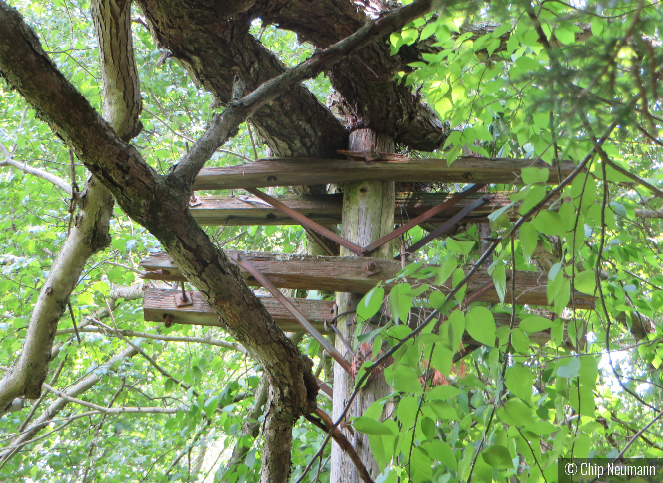 Disconnected Utility Pole in McLean Game Preserve by Chip Neumann